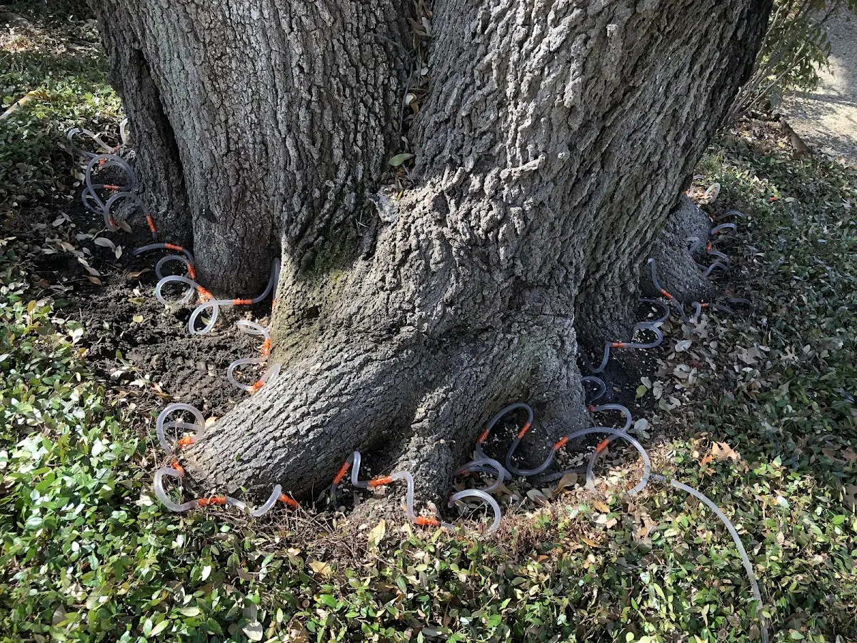 Detailed Tree Cabling and Bracing job site in Mountain Pine