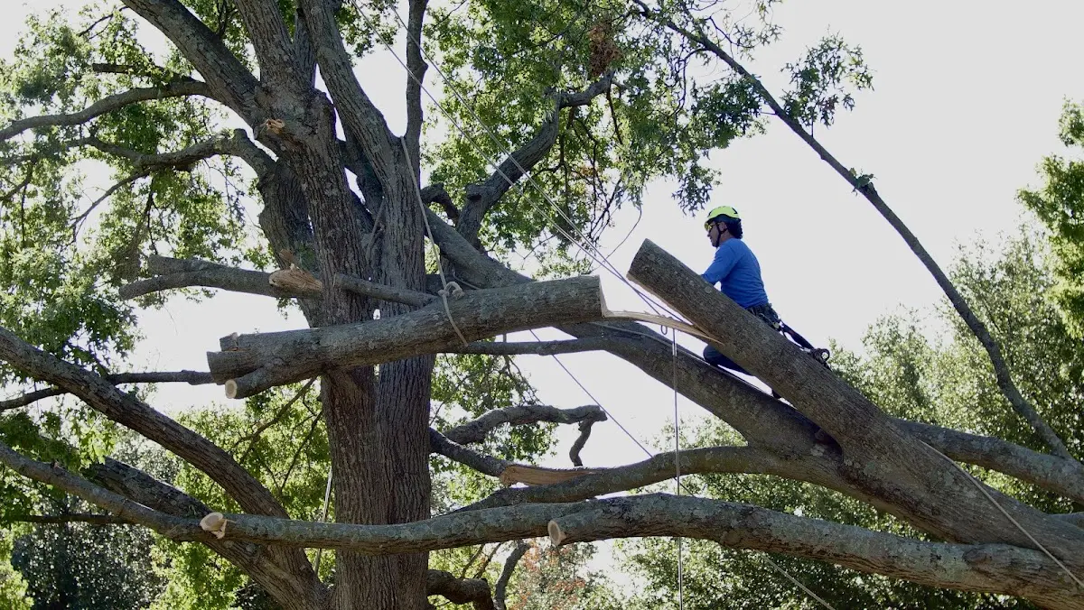 Professional Hazardous Tree Removal performed by certified arborists in Mountain Pine