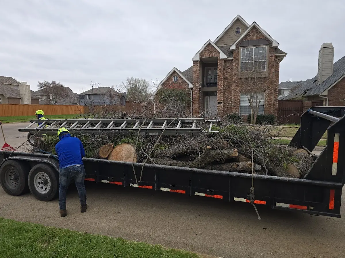 Expert Tree Removal with proper safety equipment in Mountain Pine